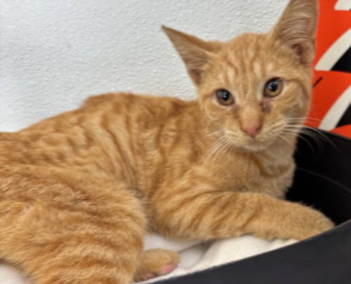 MONTEY, a cat for adoption from Harbor Animal Care and Control Center