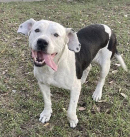 TATTI, a dog for adoption from Harbor Animal Care and Control Center