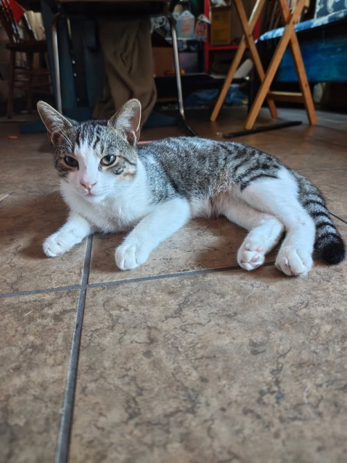 NIMITZ, a cat for adoption from Harbor Animal Care and Control Center