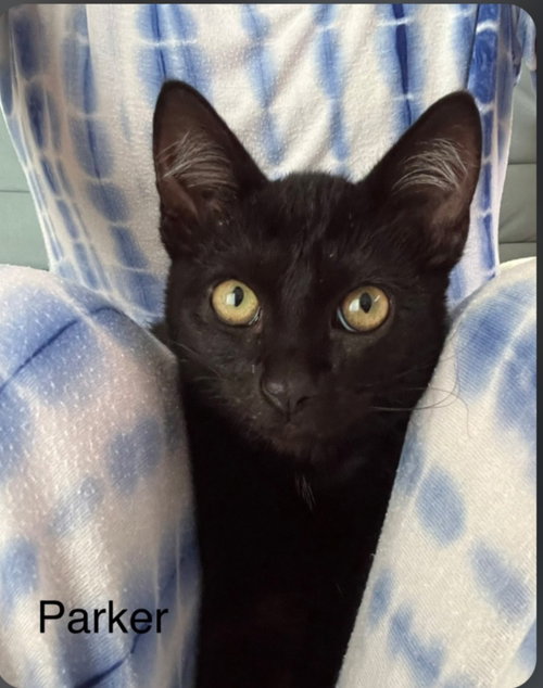 PARKER, a cat for adoption from Harbor Animal Care and Control Center