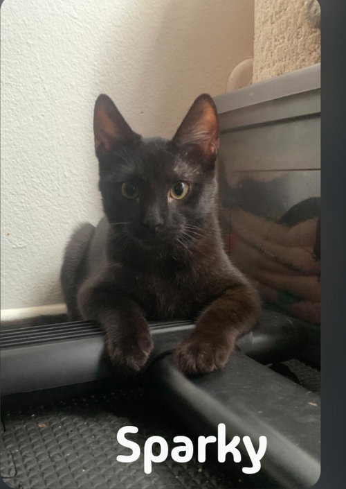 SPARKY, a cat for adoption from Harbor Animal Care and Control Center