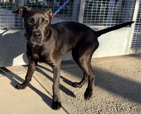 SCOUT, a dog for adoption from Harbor Animal Care and Control Center