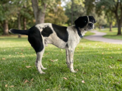PIXEL, a dog for adoption from Harbor Animal Care and Control Center