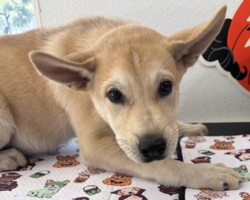 THEO, a dog for adoption from Harbor Animal Care and Control Center