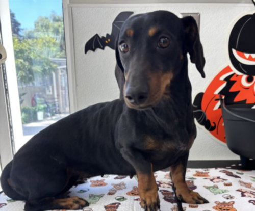 SPICE, a dog for adoption from Harbor Animal Care and Control Center