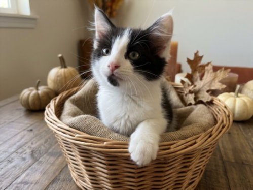 MOCHI, a cat for adoption from Harbor Animal Care and Control Center