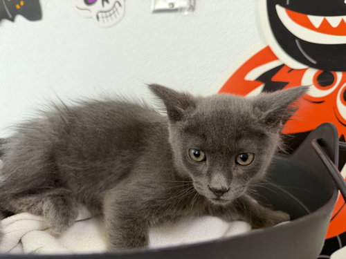 A2299841, a cat for adoption from Harbor Animal Care and Control Center