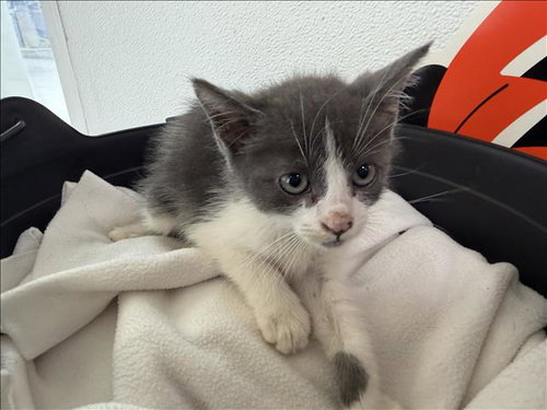 A2299842, a cat for adoption from Harbor Animal Care and Control Center
