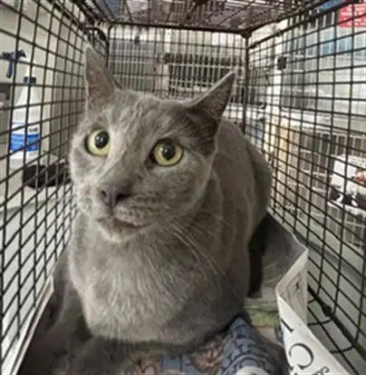 Unknown - Domestic Short Hair