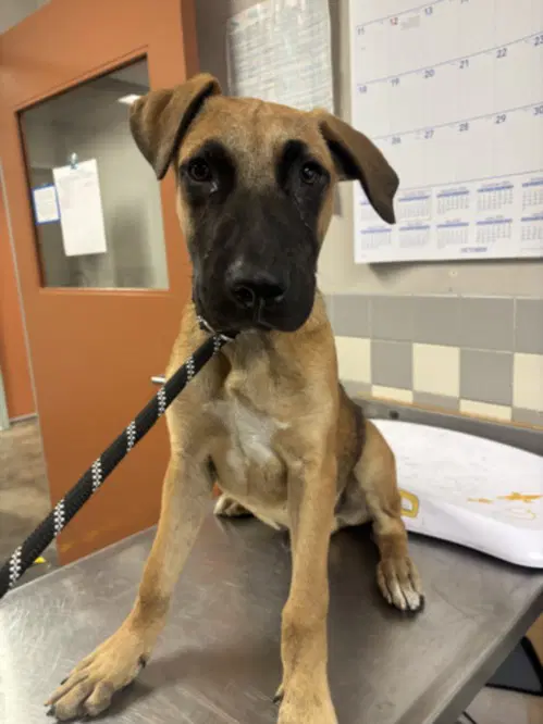 Jack - Belgian Shepherd Malinois