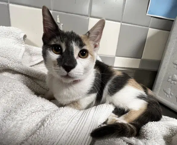 Unknown - Domestic Short Hair