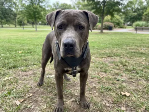 Pablo - Pit Bull Terrier
