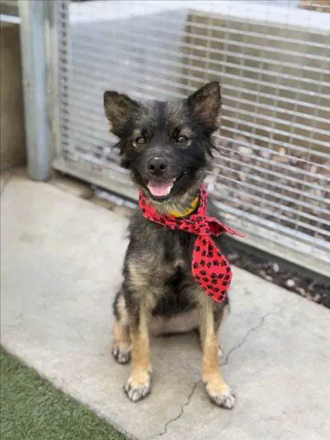 Alfie - Pomeranian