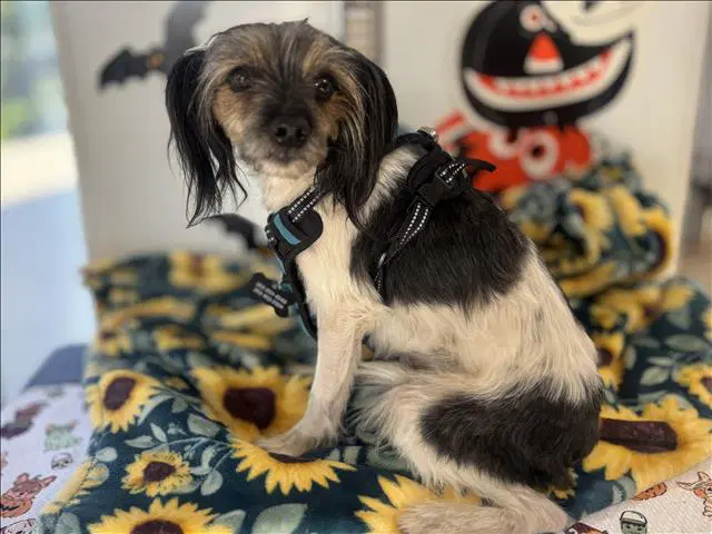 Oreo - Cavalier King Charles Spaniel