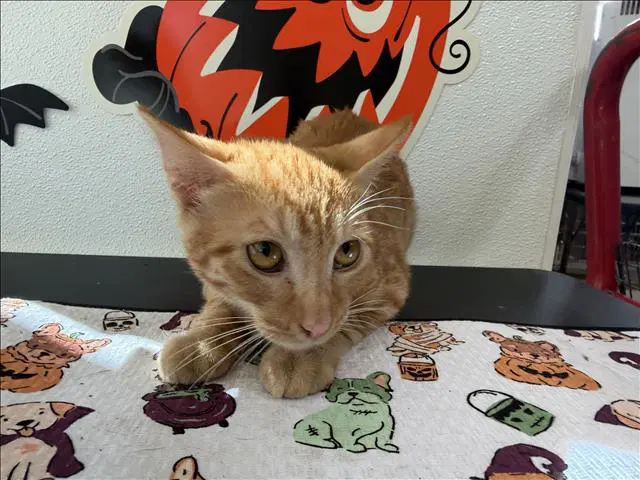 Tiffany - Domestic Short Hair