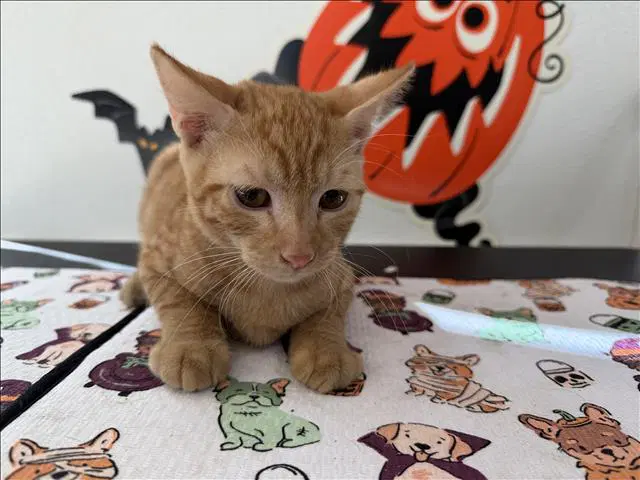 Tommy - Domestic Short Hair