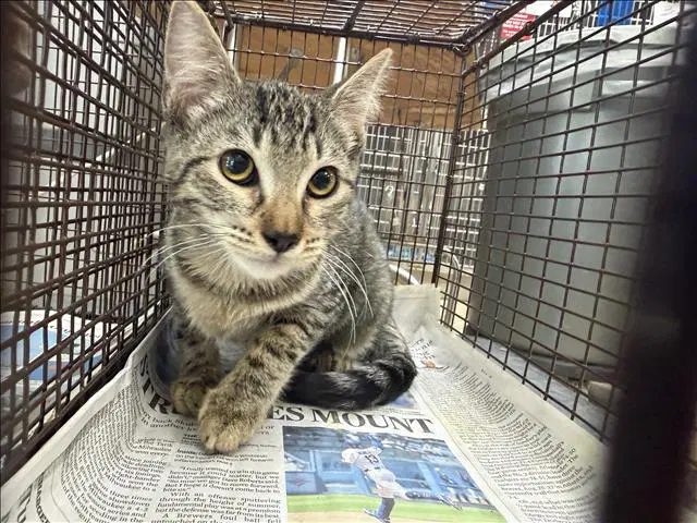 Patty - Domestic Short Hair