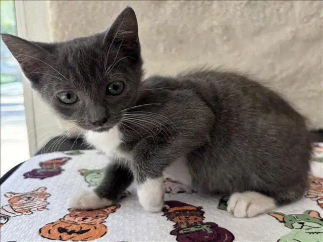 Unknown - Domestic Short Hair