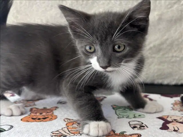Unknown - Domestic Short Hair