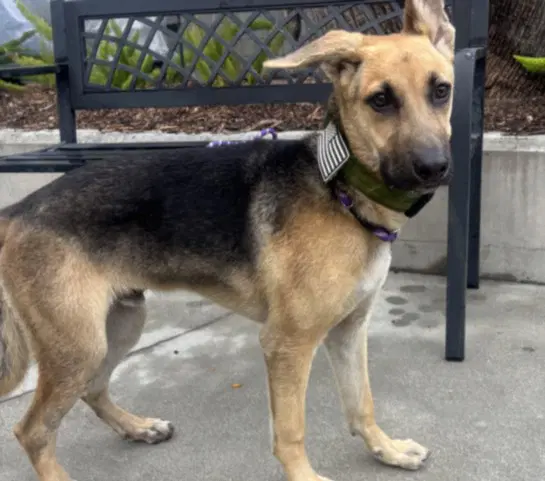 Jack - German Shepherd Dog