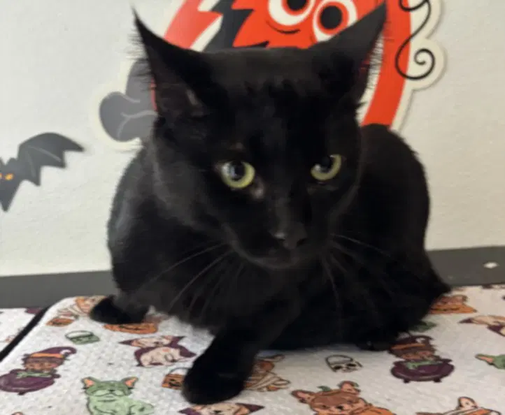 Magic - Domestic Short Hair