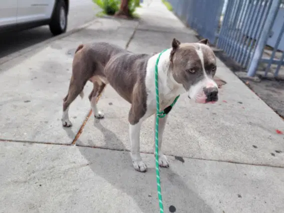 Hendricks - Pit Bull Terrier