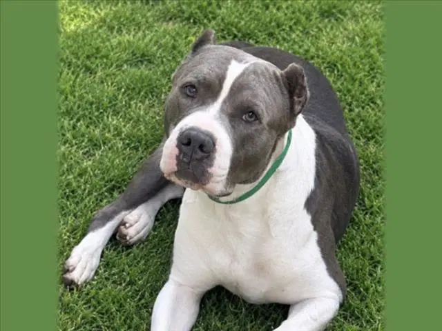 Hendricks - Pit Bull Terrier