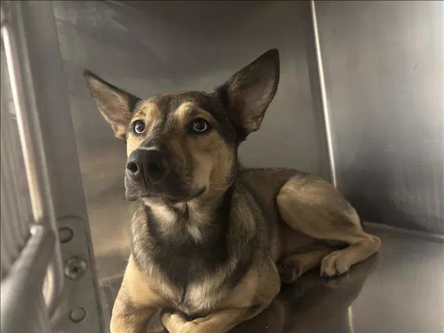 Fiona - German Shepherd Dog