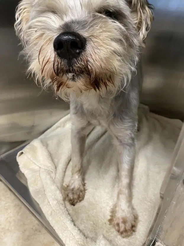 Duke - Miniature Schnauzer
