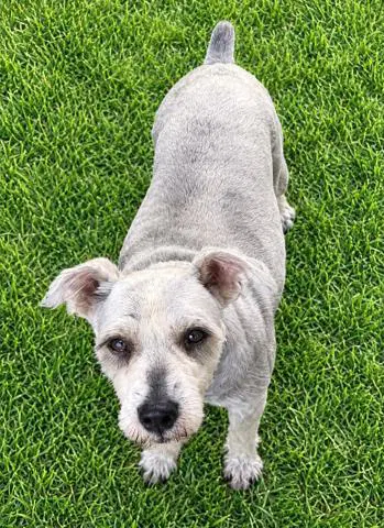 Duke - Miniature Schnauzer