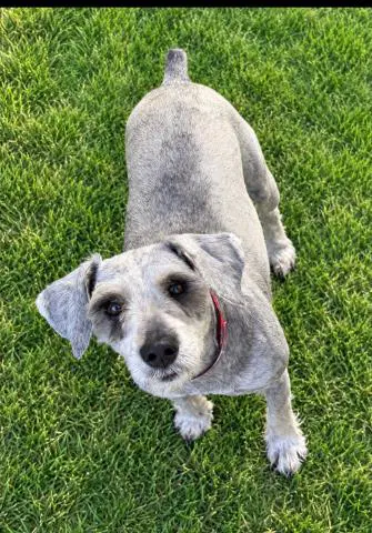 Duke Jr - Miniature Schnauzer