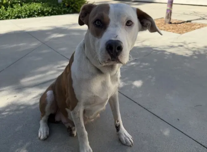 Leah - Pit Bull Terrier