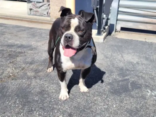 Joey - Pit Bull Terrier