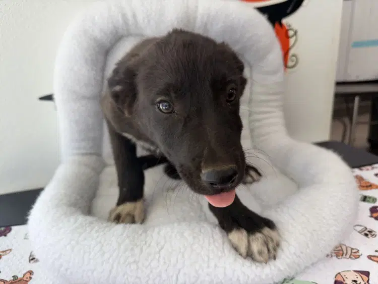 Ricky - German Shepherd Dog
