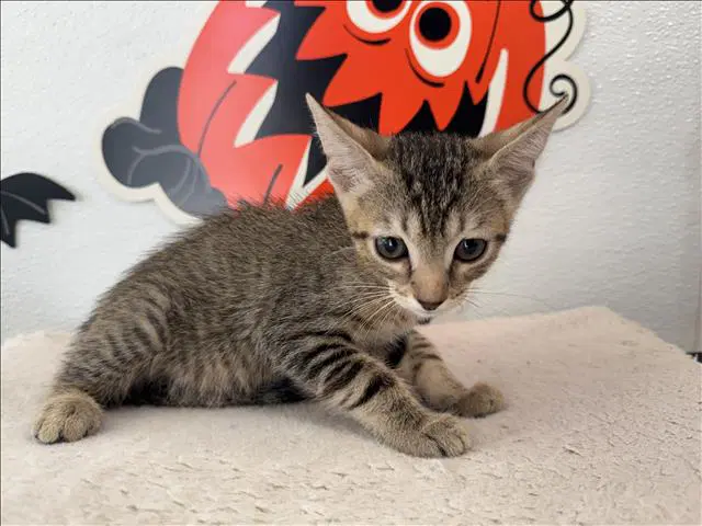 Unknown - Domestic Short Hair