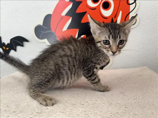 Unknown - Domestic Short Hair