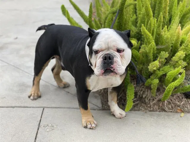 Panda - English Bulldog