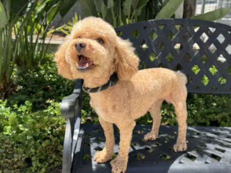 Hunter - Poodle (Miniature)