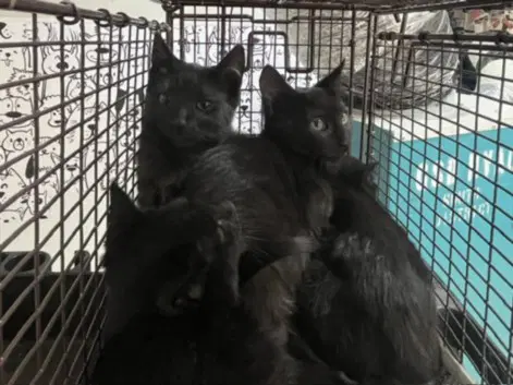 Unknown - Domestic Short Hair