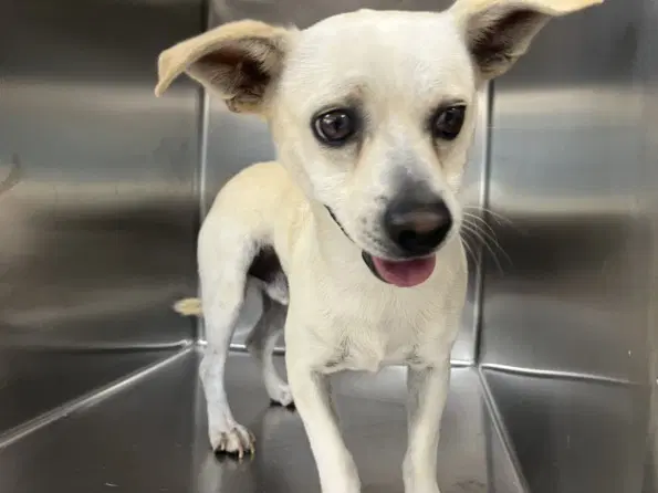 Ziggy - Chihuahua