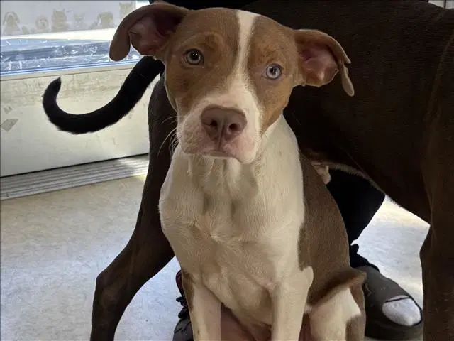 Riley - Pit Bull Terrier