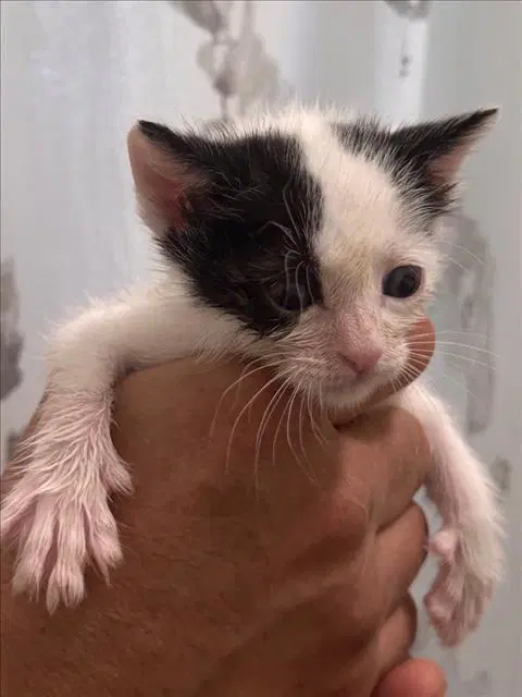Lucky - Domestic Short Hair