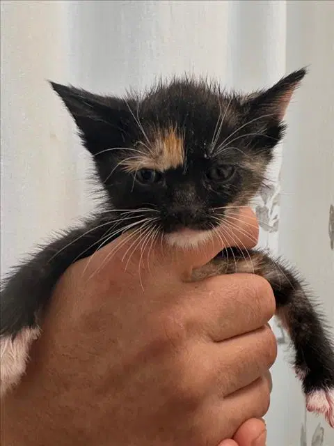 Luna - Domestic Short Hair