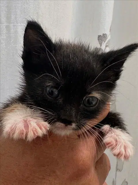Lilly - Domestic Short Hair
