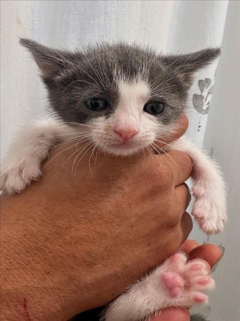 Leo