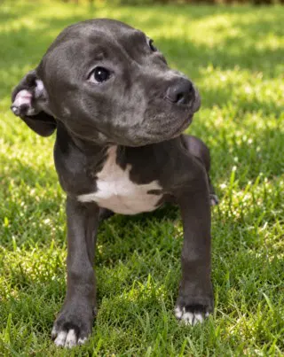 Dusty - Pit Bull Terrier
