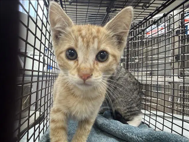 Oliver - Domestic Short Hair