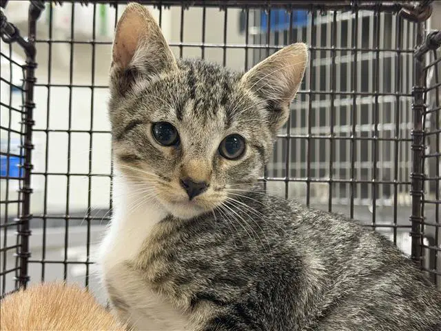 Luna - Domestic Short Hair