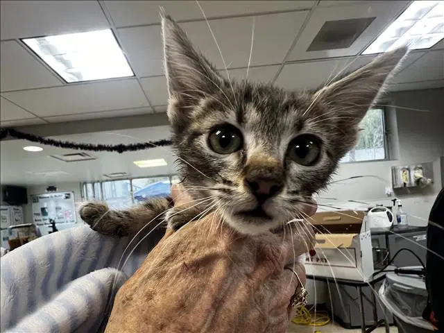 Unknown - Domestic Short Hair