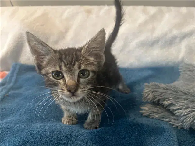 Unknown - Domestic Short Hair